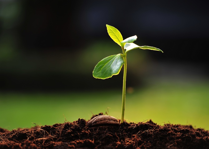 Préparer les graines pour la plantation