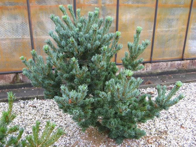 Pine Glauca, cultivar Glauka (1909, Allemagne)