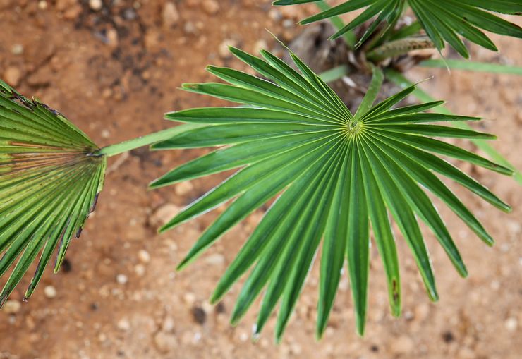 Maladies et ravageurs du trachycarpus