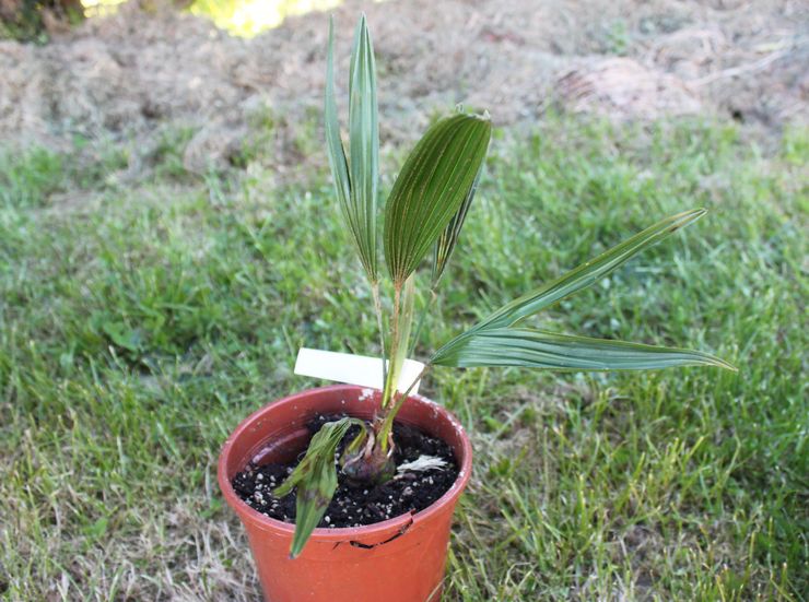 Reproduction du trachycarpus à l'aide de procédés