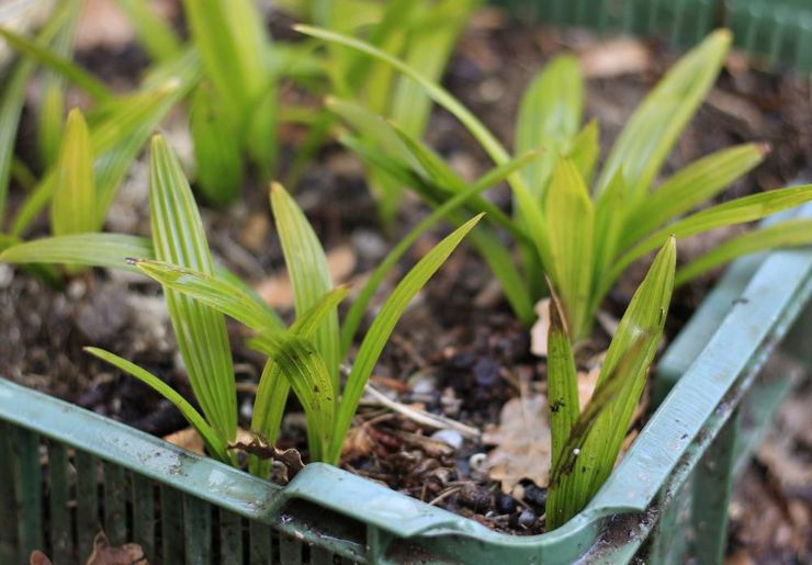 Cultiver du trachycarpus à partir de graines