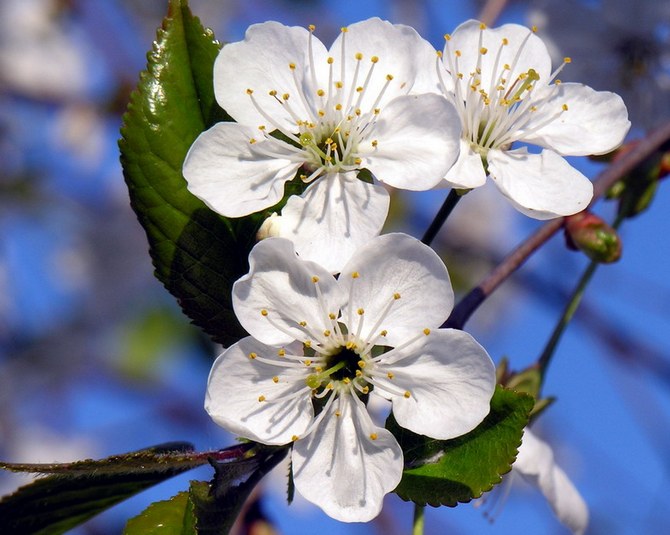 fleurs de cerisier