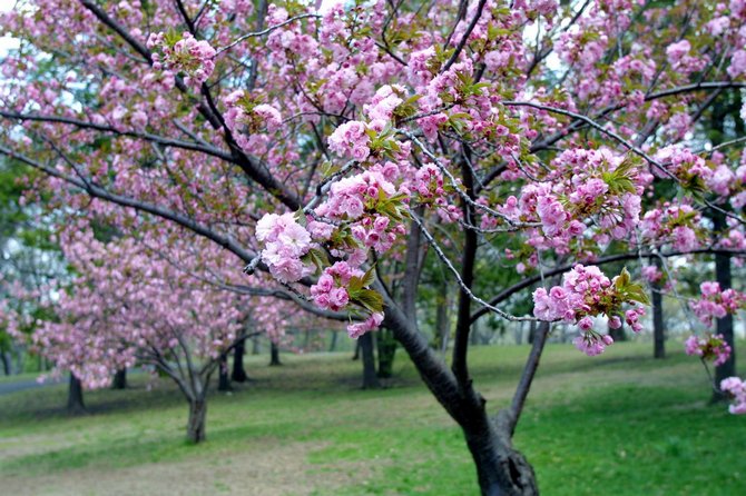 Fleur de Sakura