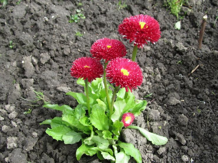 Planter des marguerites à l'extérieur