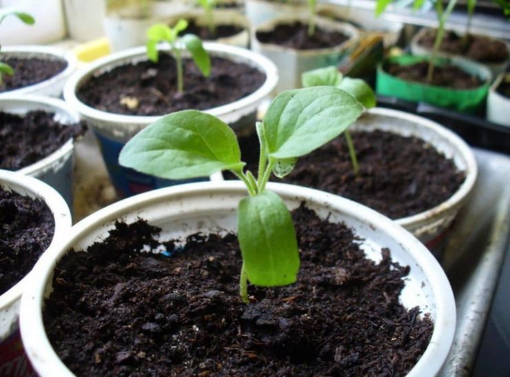 Méthodes d'élevage pour les marguerites