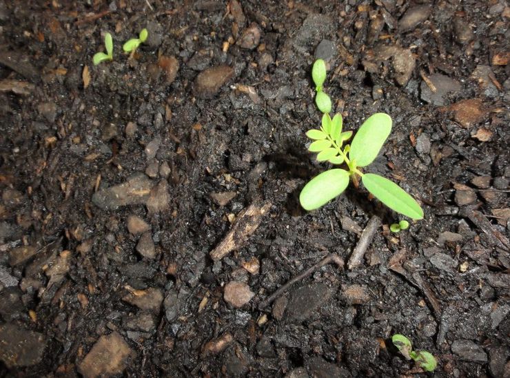 Cultiver des marguerites à partir de graines