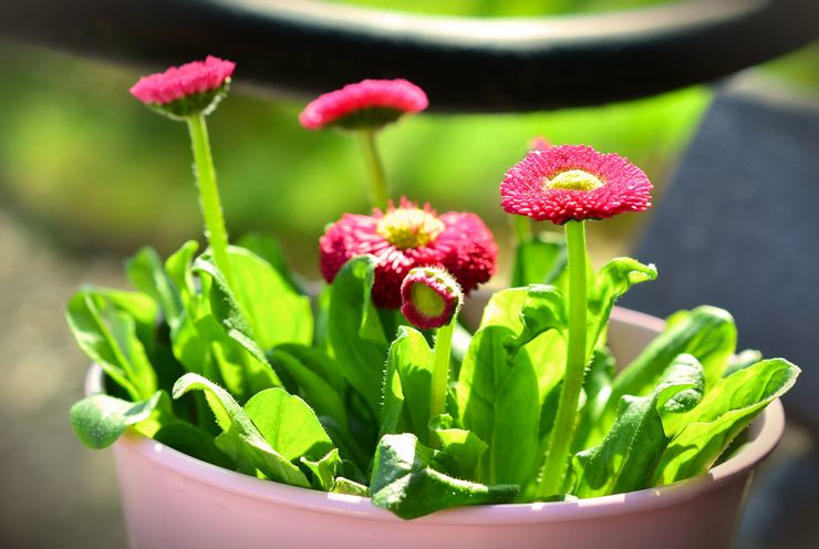 Variétés de marguerites