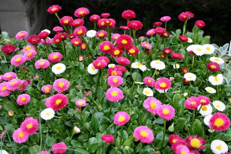 Prendre soin des marguerites dans le jardin