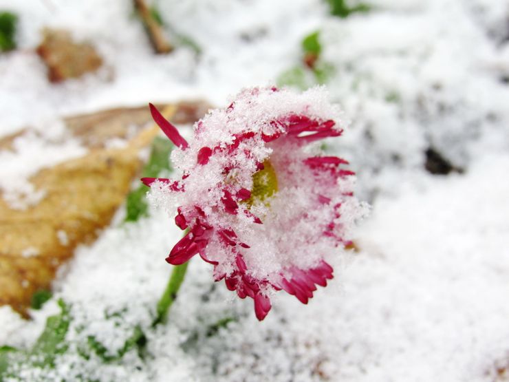 Marguerites en hiver