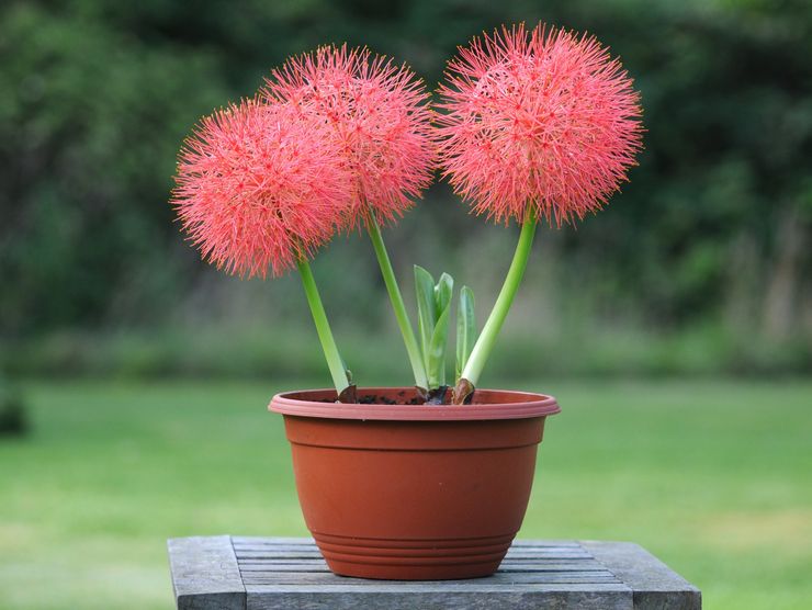 Hemantus (Haemanthus) - plante ornementale