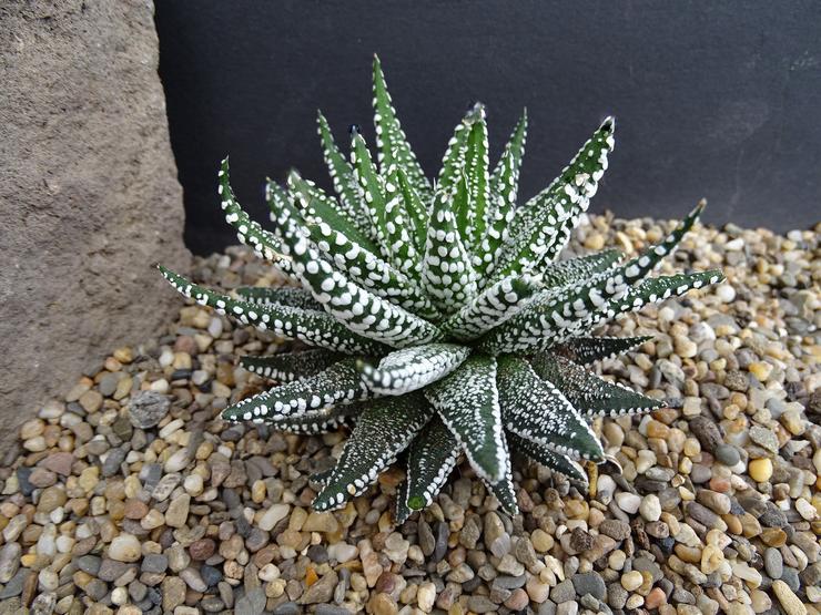 Haworthia dessiné