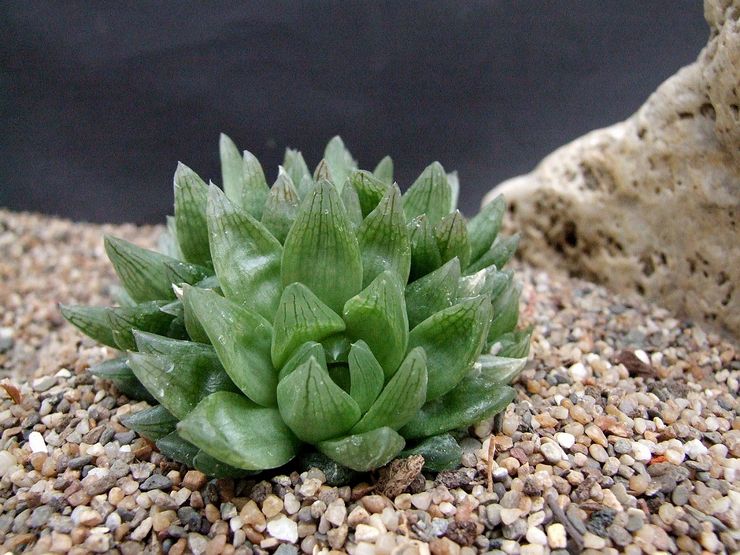 Haworthia naviculaire