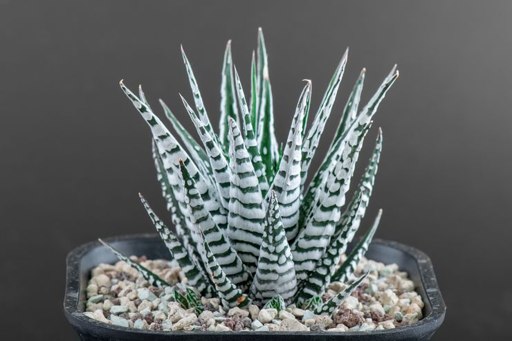 Haworthia rayé