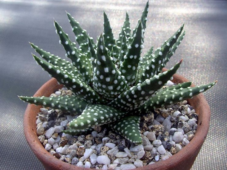 Perle Haworthia