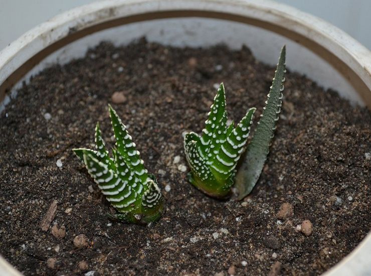 Méthodes d'élevage de Haworthia