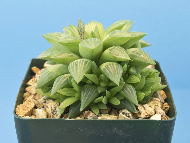 Haworthia émoussé