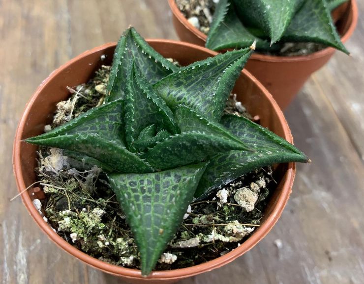 Échecs Haworthia