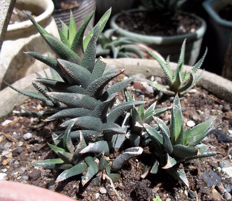 Haworthia serpentant