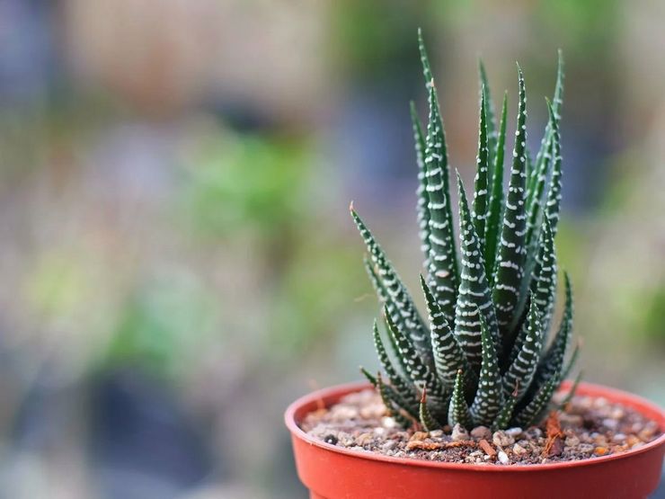 Cultiver Haworthia