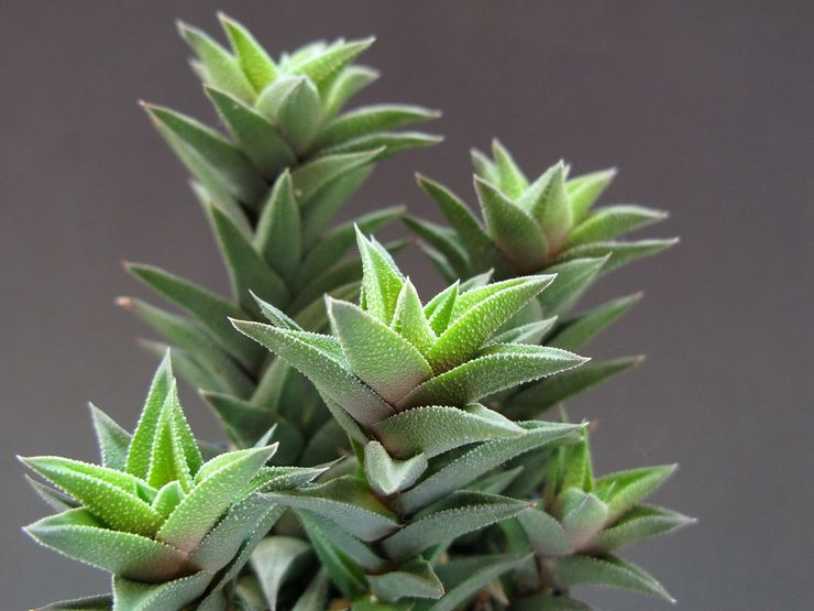 Haworthia collant