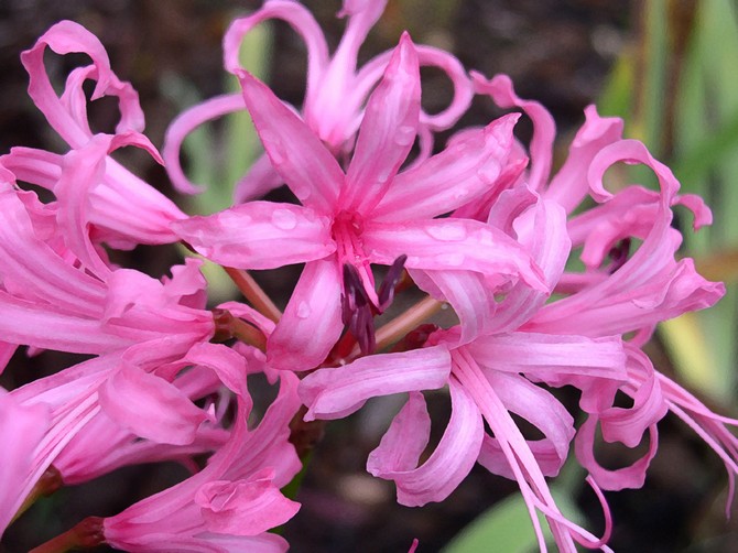 Nerina. Fleur de lys araignée. Soin et culture