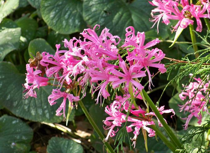 Comment bien prendre soin des lis nérine en fleurs