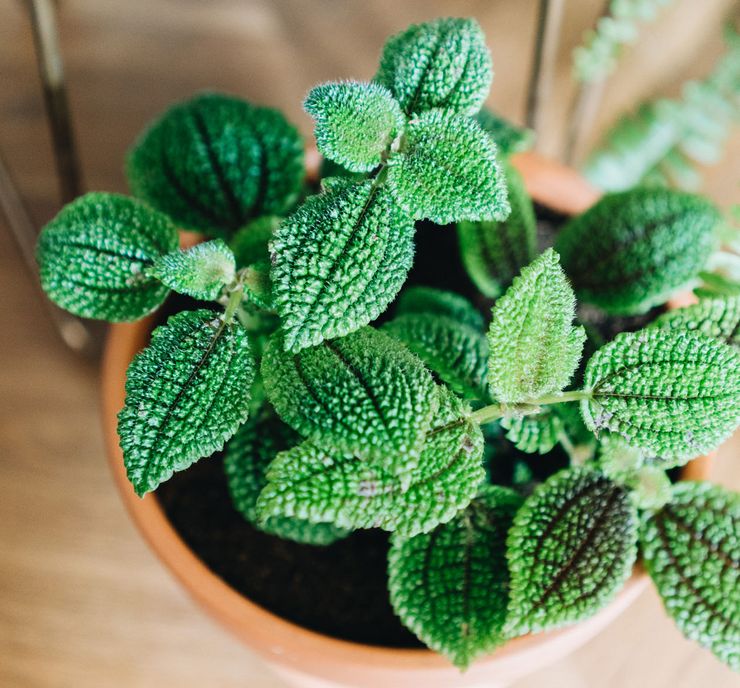 Terreau pour la culture du pilea