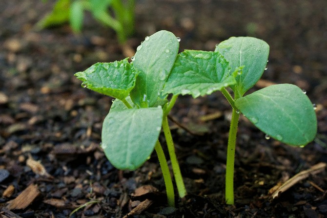 Arroser, nourrir et traiter les concombres sans produits chimiques