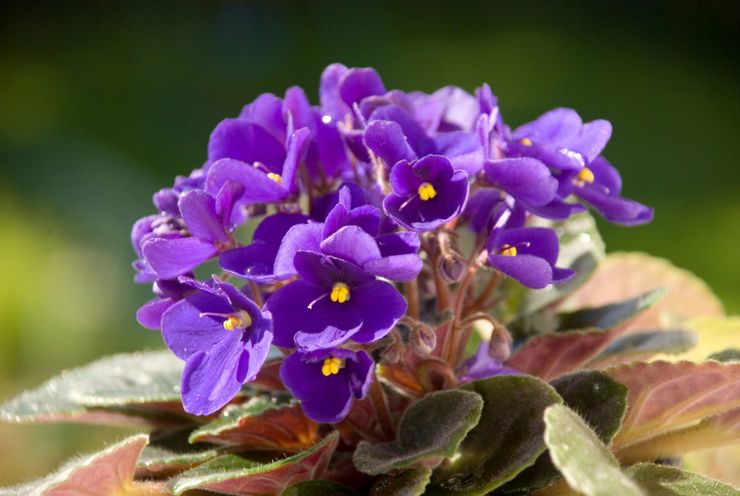 Saintpaulia en fleurs