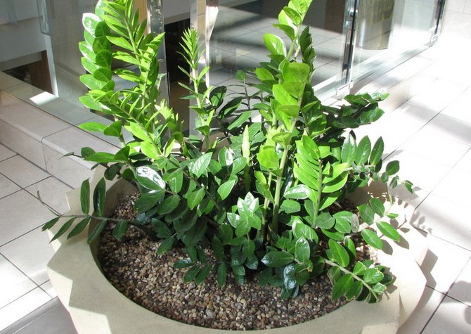 Zamioculcas est un arbre à dollars. Soins à domicile