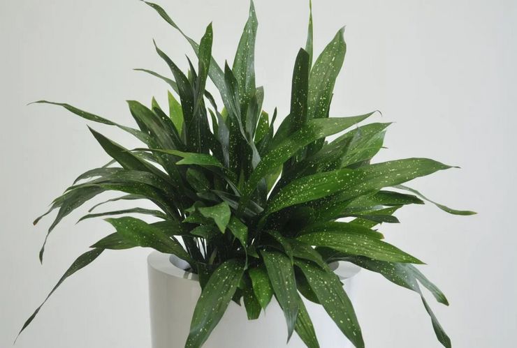 Aspidistra