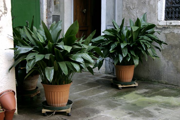 Caractéristiques d'aspidistra