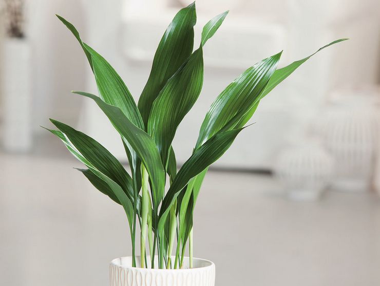 Aspidistra