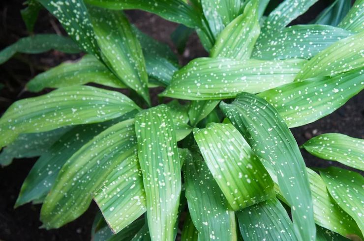 Aspidistra du Sichuan