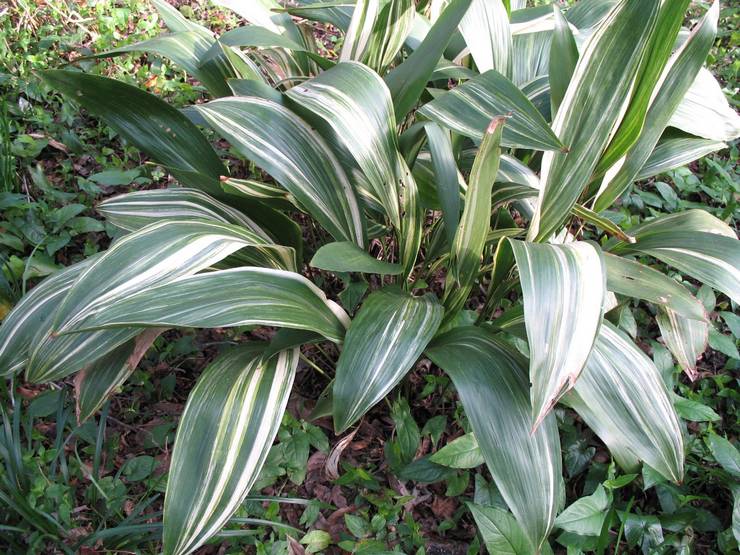 Aspidistra panaché