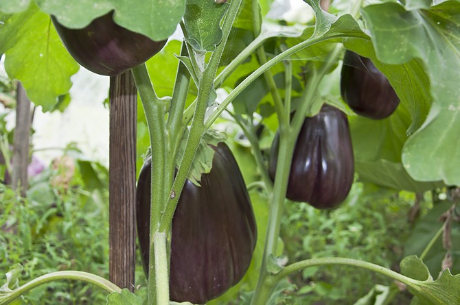 Si les aubergines sont suffisamment hautes et puissantes, il est impératif de former un buisson.