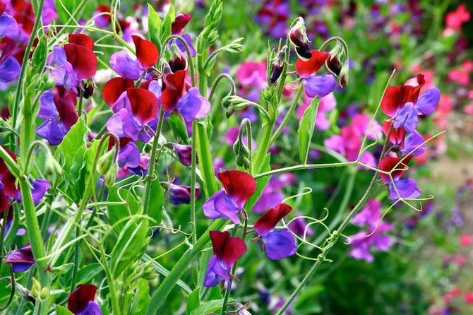 Comment bien planter dans le sol, arroser et fertiliser