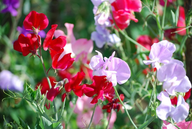 La plante fleurit longtemps et ne perd pas son attrait.