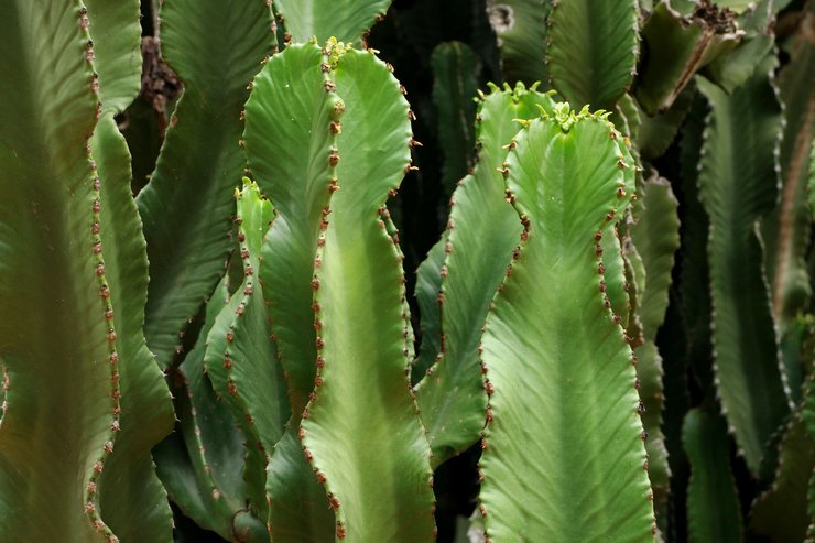 Caractéristiques de l'euphorbe