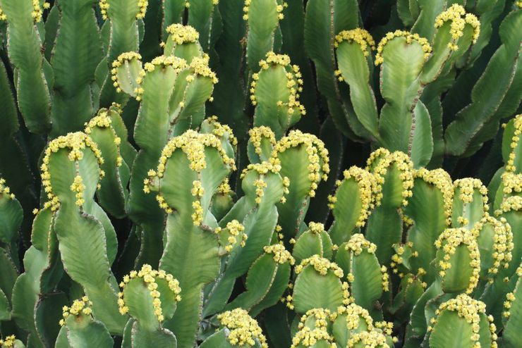 Euphorbia résineux