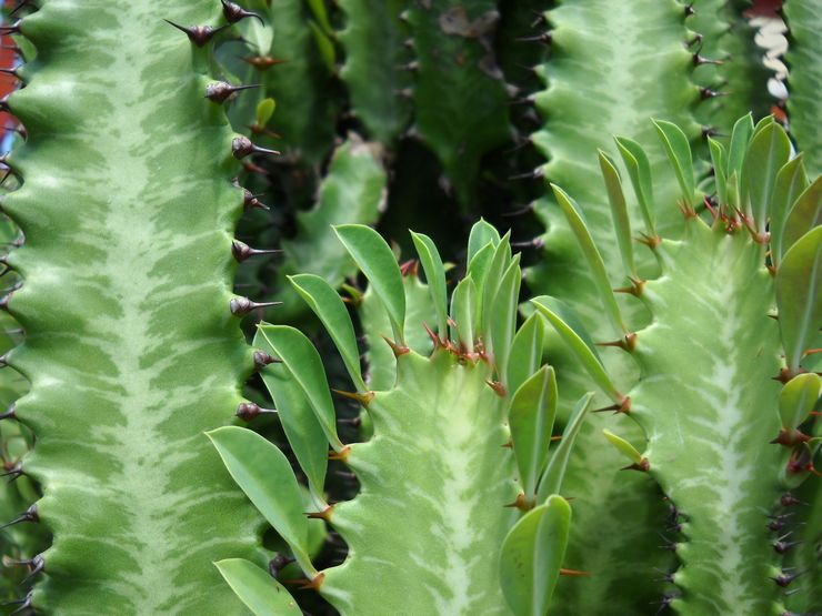 Euphorbia triangulaire