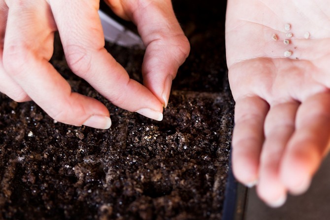 l'approfondissement des graines dans le sol ne doit pas dépasser le double du diamètre du grain