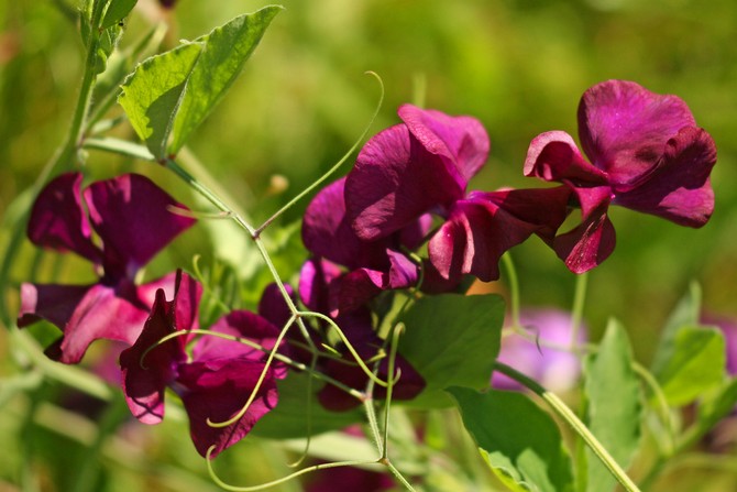 Pois de senteur ou rang parfumé. Plantation et culture