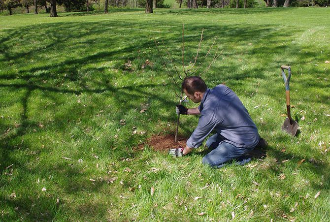 La méthode éprouvée pour planter des poires