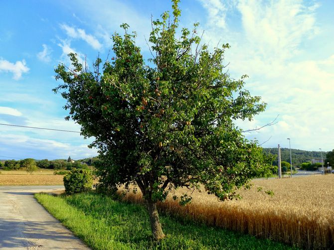 Planter des poires: au printemps ou à l'automne?