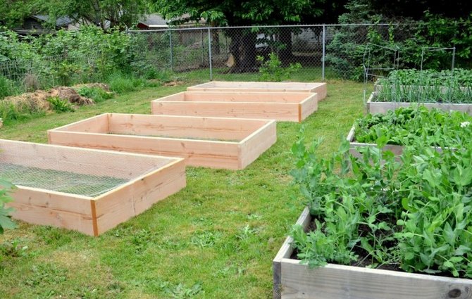 Au printemps, les graines sont semées dans un lit chaud fini plus tôt que sur un lit de jardin ordinaire