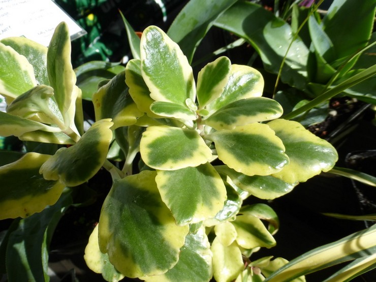 Kalanchoe fougueux