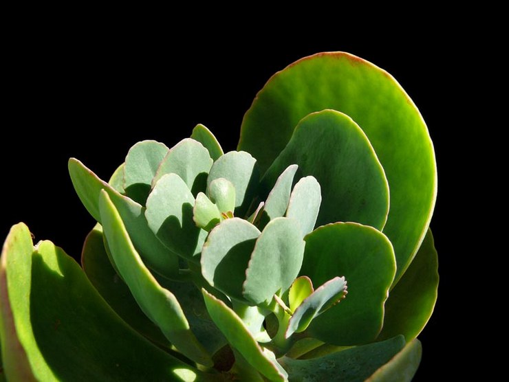 Kalanchoe à grandes fleurs