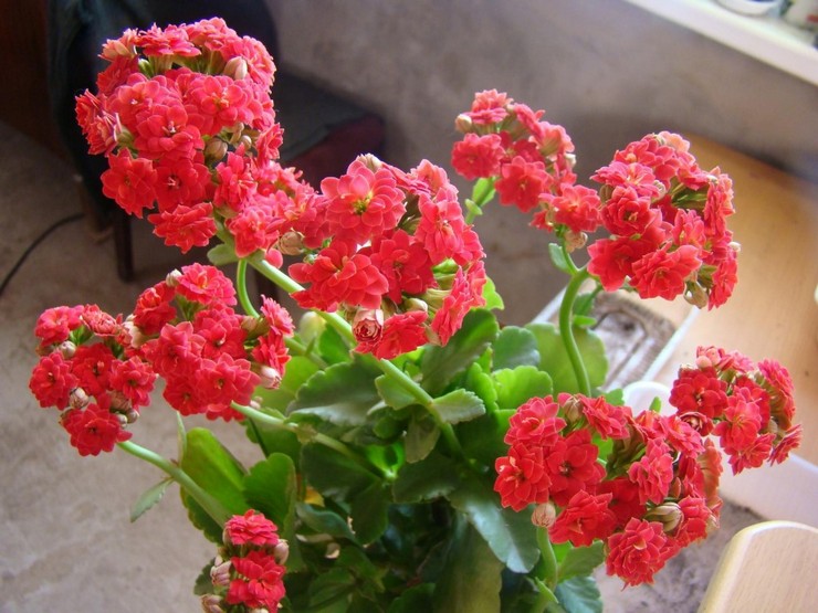 Kalanchoe Kalandiva