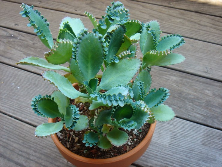 Kalanchoe penné